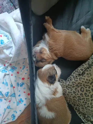 Shih Tzu fêmea