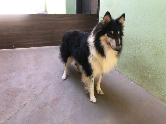 Rough Collie fêmea