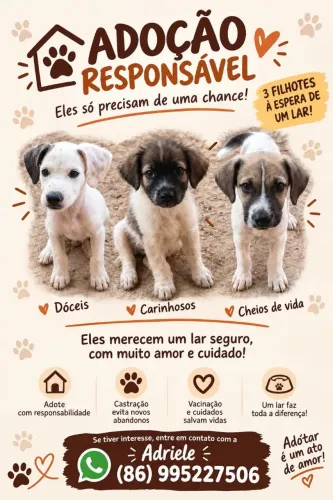 Doação de cachorros