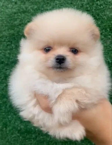 Spitz Alemão Macho