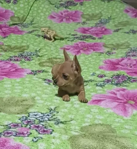 Lindo presente para o dia dos namorados pinscher 00 machinho purissimo ja com 3 meses