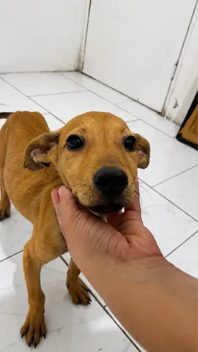 Adoção Responsável