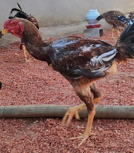 Frango Indio Gigante