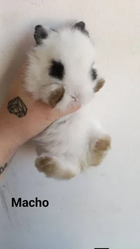 Lionhead coelho 