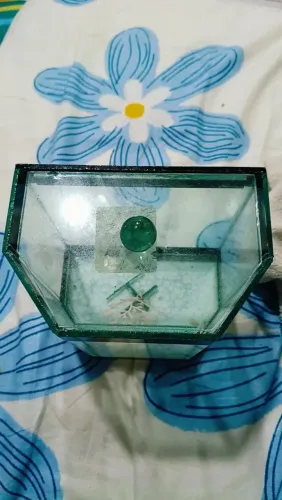 Aquário para Peixe Betta 