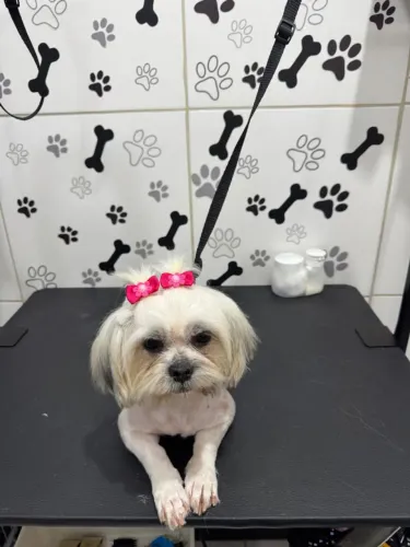Vende se cachorro sitchu femea