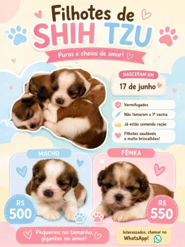 Shitzu
