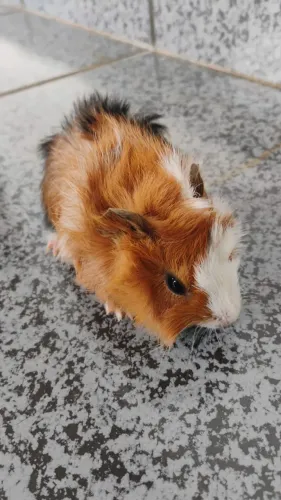 Porquinho da índia Abissinio