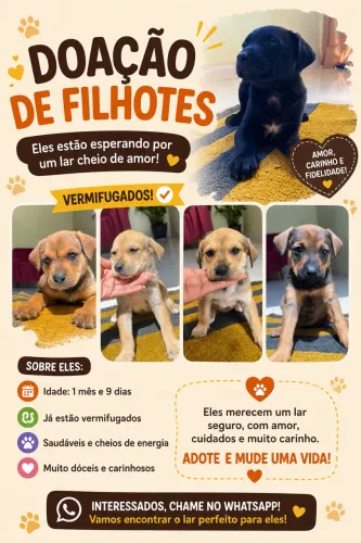 Doação de cachorro