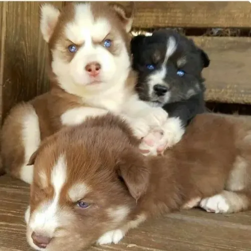 Husky siberiano lindos