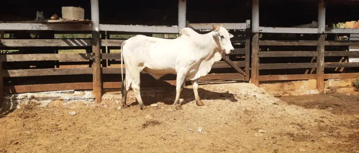 Tourinho