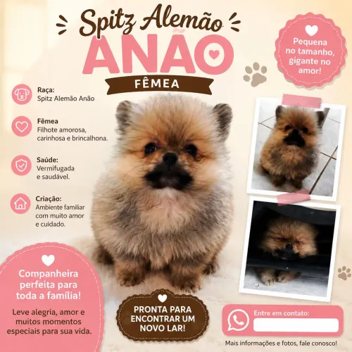 Spitz Alemão Anão fêmea