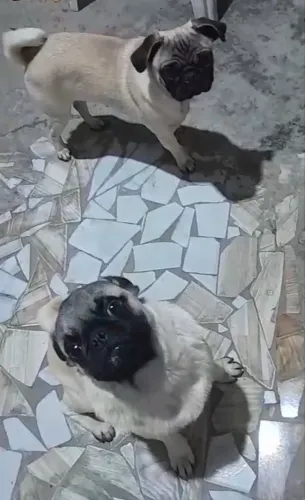 Casal Pug