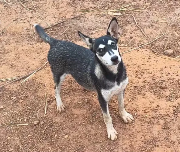 Cachorrinha para adoção