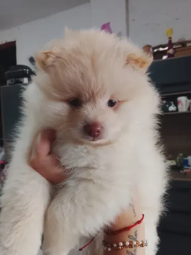 Cachorro 