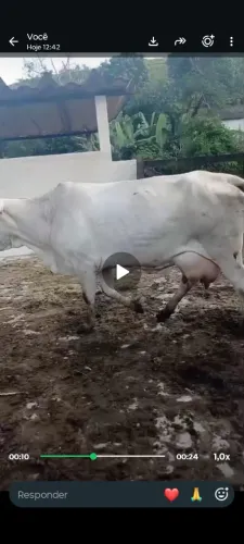 4 Vacas de Leite
