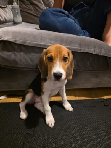 Filhote de Beagle fêmea  - 6 meses