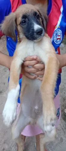 Doando cachorro macho