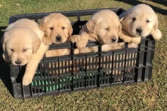 Filhote de Golden Retriever um coração enorme em quatro patinhas