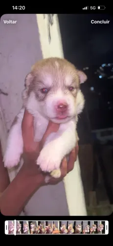 Cachorro husky siberiano 