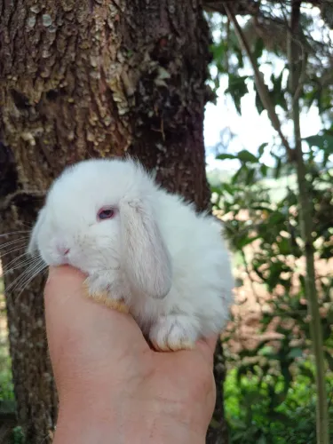 Coelho Mini Lop