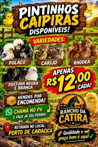 Pintinhos caipira 