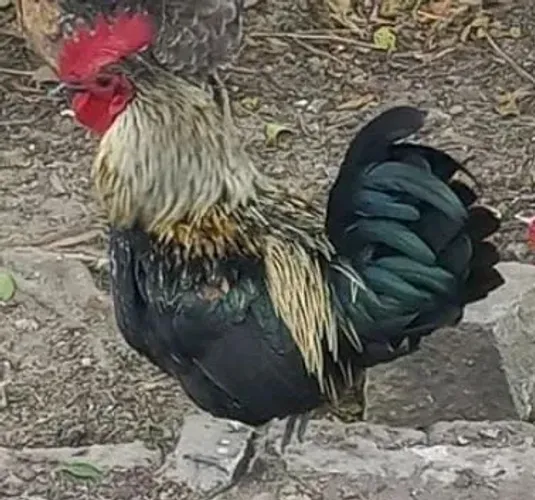 Galinho