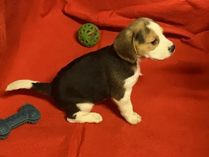 Beagle Filhotes de mais alto padrão da raça