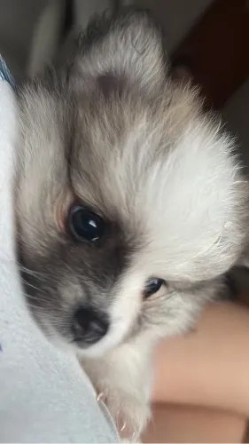 Filhotes Spitz Alemão Disponíveis 