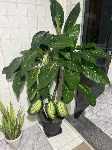 Planta com vaso