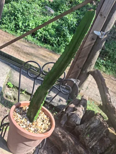 CACTO MANDACARU - 70 cm! 