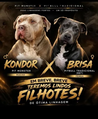 Breve lindos filhotes