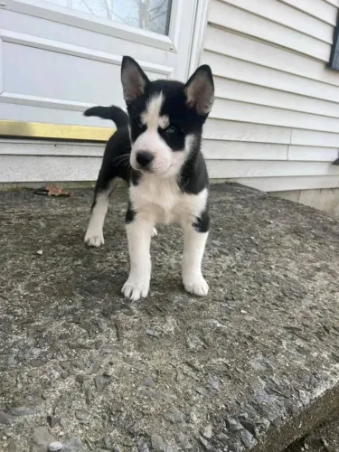 Filhotes de Husky Siberiano | Um amigo que vale ouro.