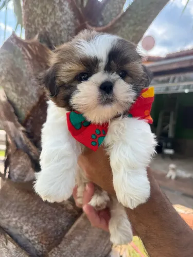 Lindo Shih Tzu macho tricolor em Taubaté