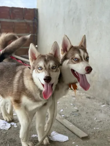 Husky siberiano