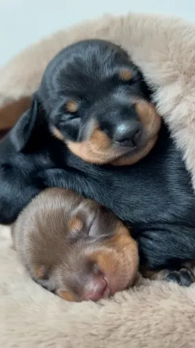 Filhotes de Basset - Muito Amor e Companhia Esperam Pela Sua Família