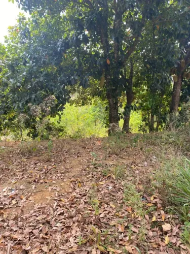 Terreno pra vender logo