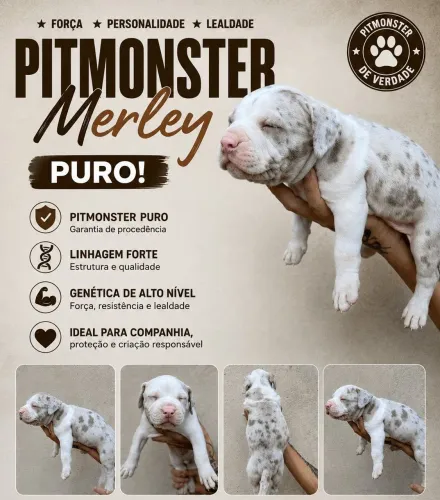 PITMONSTER MERLE