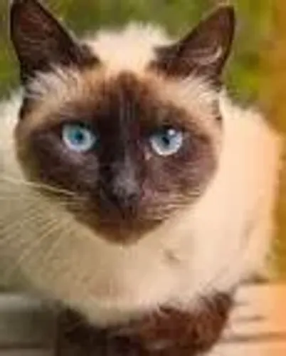 animais