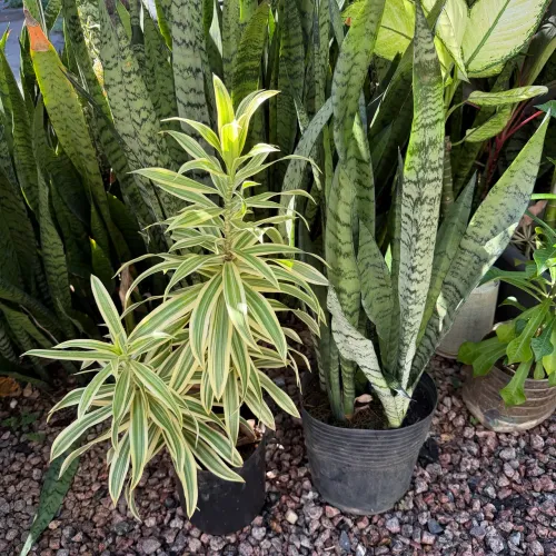 Mudas de PLEOMERE VARIEGATA