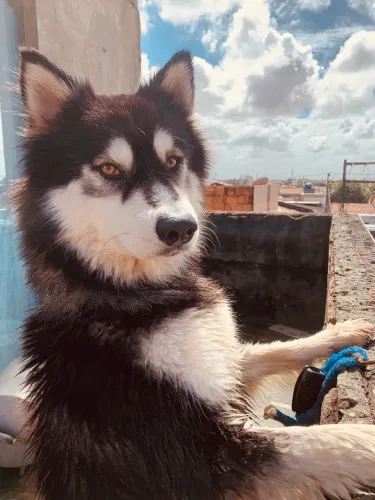 Cachorro husky siberiano 