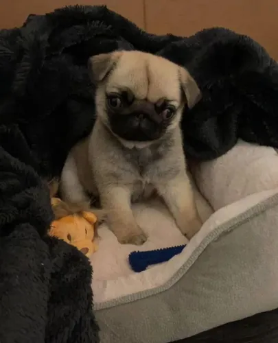 Filhotes de Pug | Filhote que desperta muito carinho.