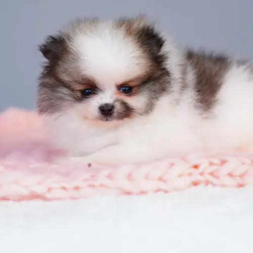 Filhotes de Spitz Alemão Anão (Lulu da Pomerânia) - Padrão Ursinho