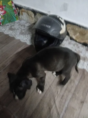 Filhote pit Bull american fêmea 