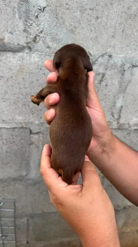 Dachshund: Pronto para Entrega e para Conhecer um Novo Lar