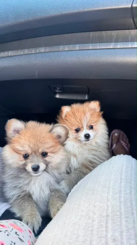 Lulu da pomerania