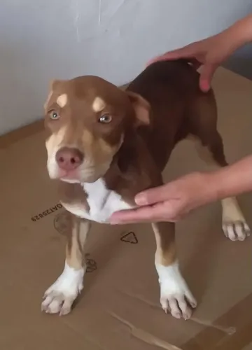 Pitbull fêmea tri color