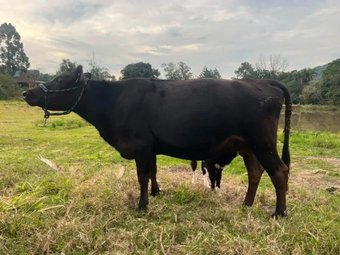 Vaca Jersey/Angus (Inseminada)