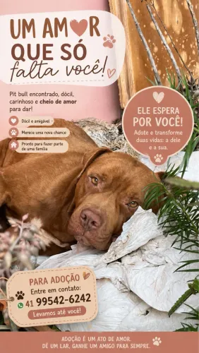 Pit Bull para Adoção Responsável ?