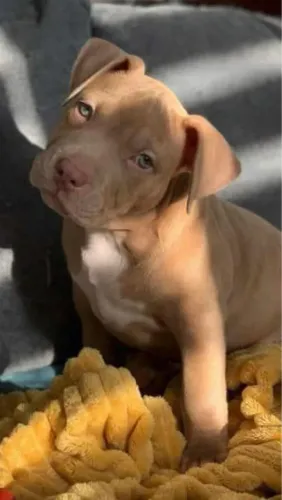 Pitbull - Filhotes Especiais Para Pessoas Especiais 